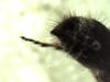 Smicromyrmini inconnu